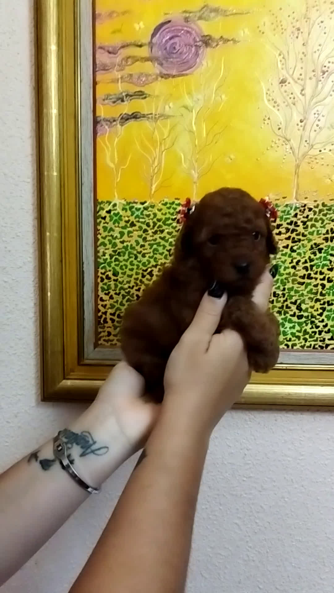 Caniche Toy perros en venta: CANICHES TOYS CALIDAD Y SELECCIÓN  - Video 1