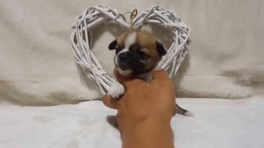 Chihuahua perros en venta: Chiguagua - Video 4