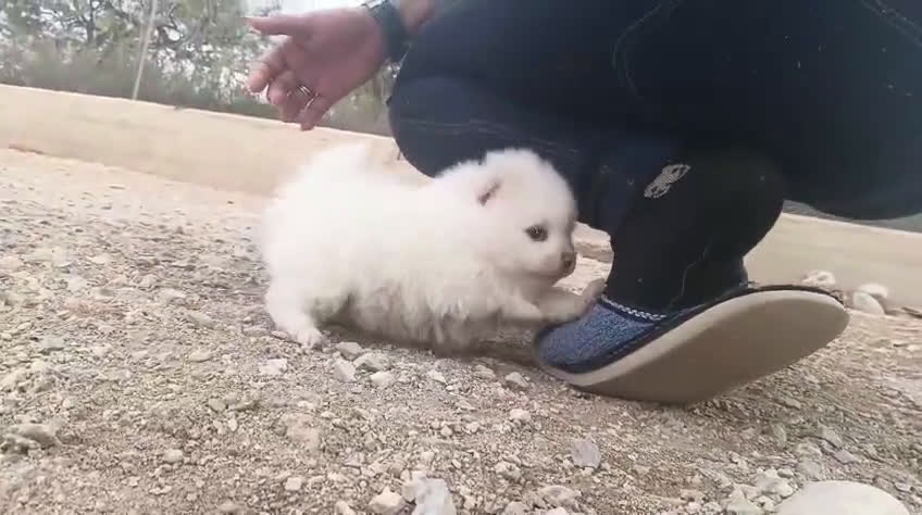 Pomerania perros en venta: MACHITO CHIQUITIN DE POMERANIA - Video 2