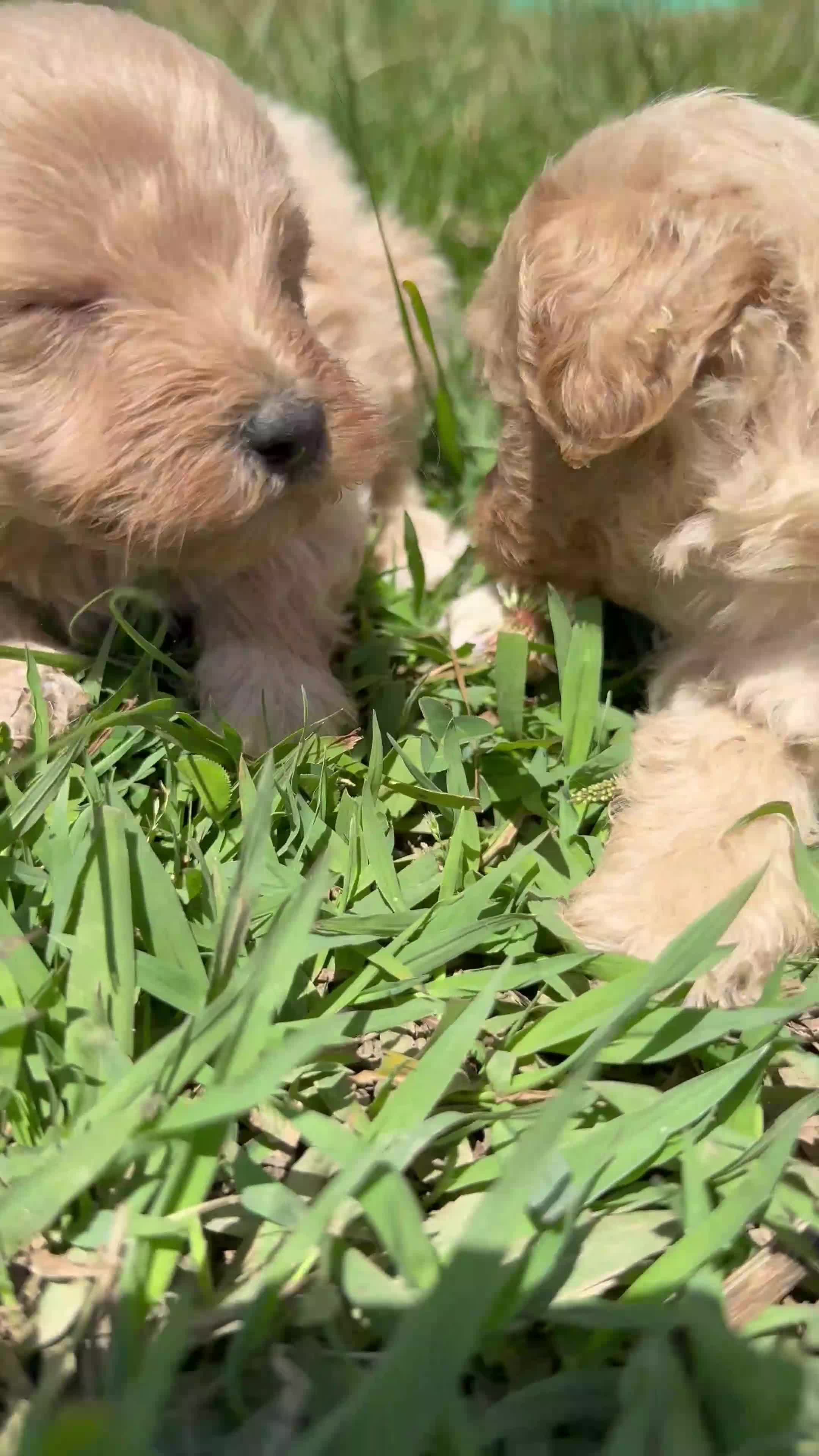 Maltipoo perros en venta: Maltipoo - Video 1
