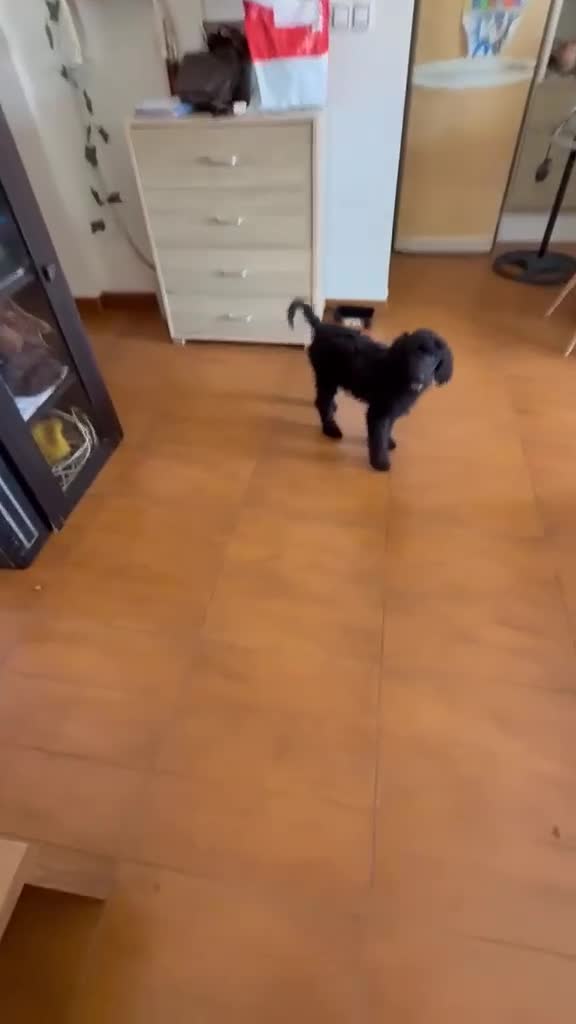 Caniche Gigante perros en venta: Caniche Gigante - Video 1