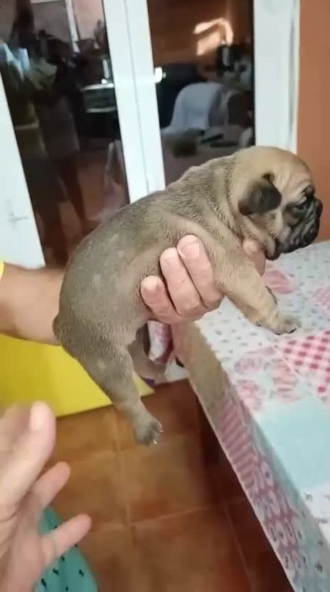 Bulldog Francés perros en venta: Bulldog francés  - Video 2