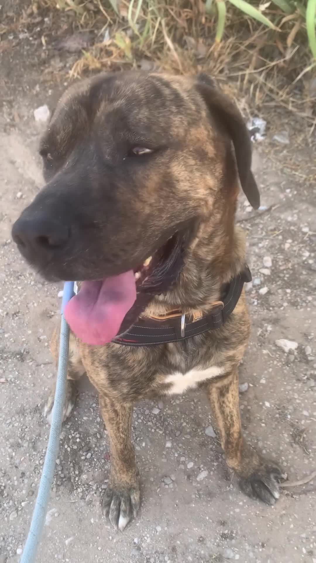 Raza Mixta perros en adopcion: THOR ❤️✨ en adopción  - Video 1