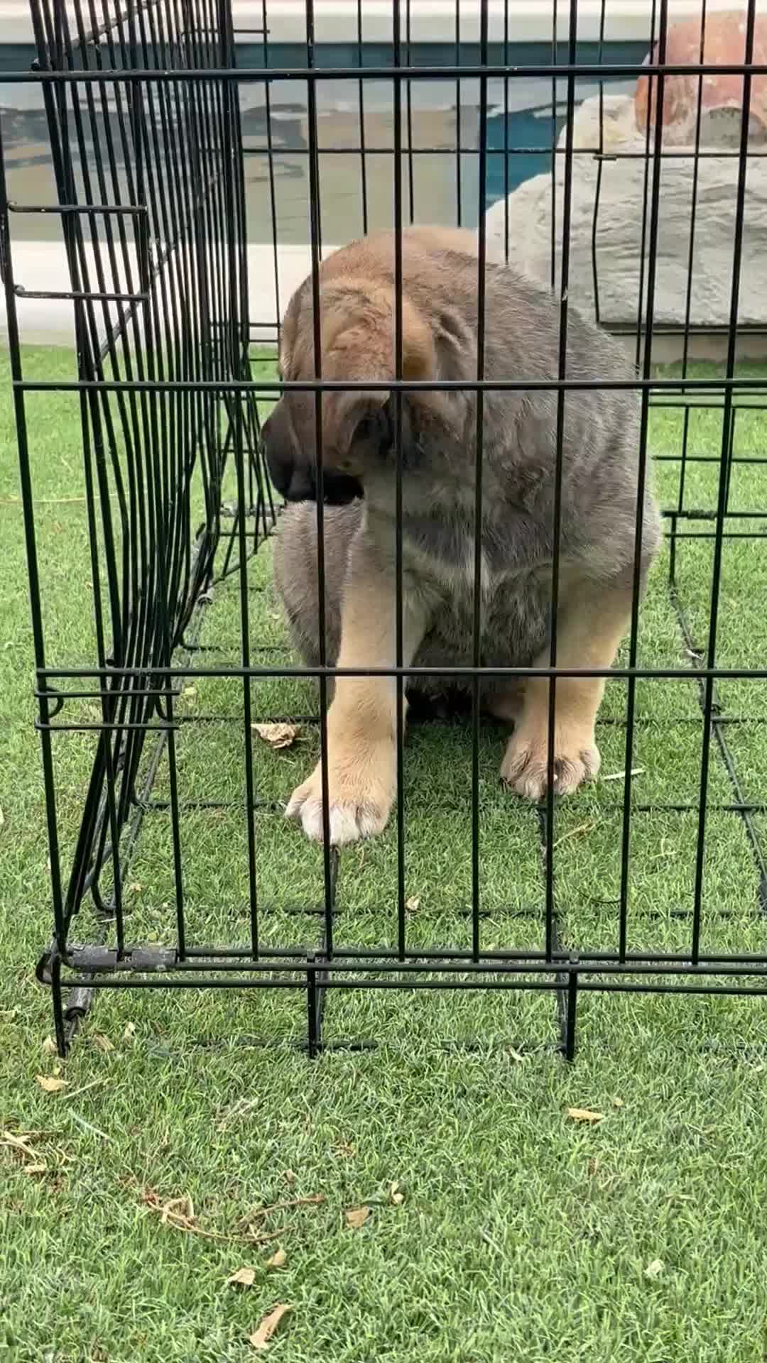 Pastor de Asia Central perros en venta: Alabai  - Video 1