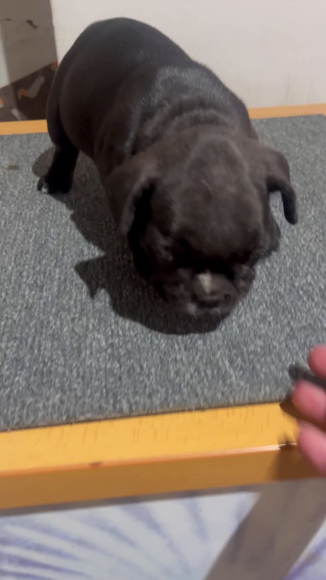 Bulldog Francés perros en venta: Bulldog francés  - Video 1