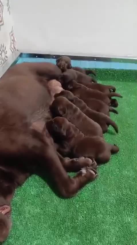 Labrador Retriever perros en venta: Cachorros labrador chocolate con pedigree  - Video 2