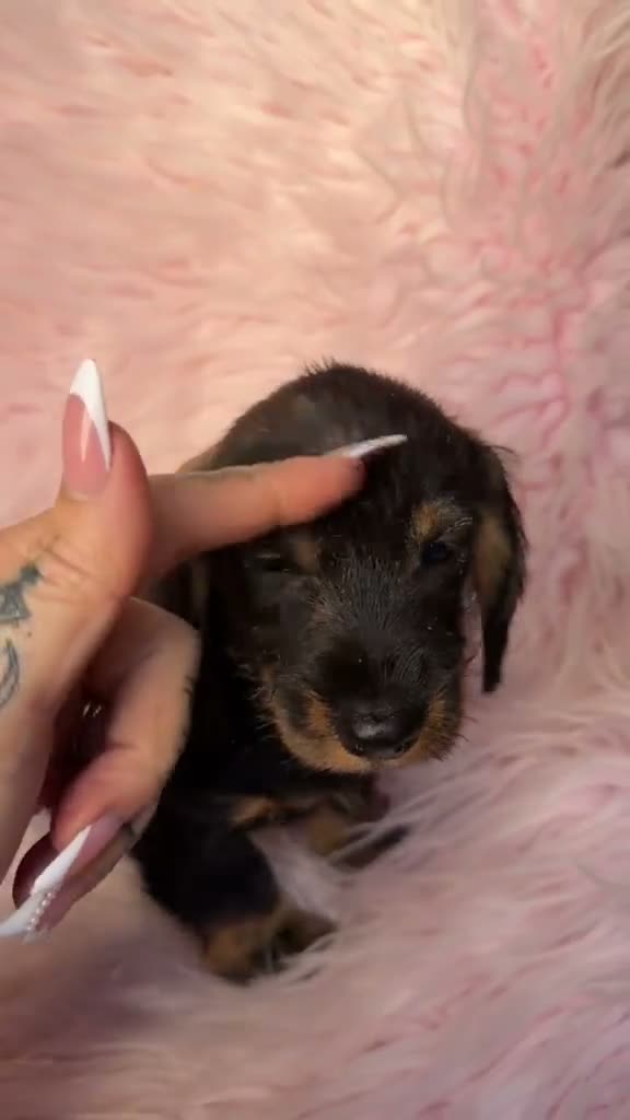 Teckel Miniatura perros en venta: Teckel pelo duro  - Video 1