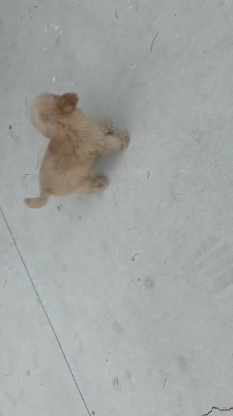 Caniche Toy perros en venta: Caniche Toy - Video 1