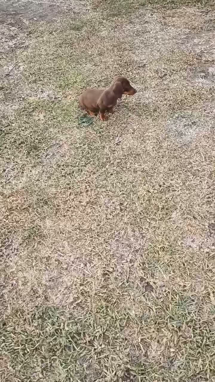 Teckel perros en venta: Preciosos cachorros teckel de pura raza - Video 1