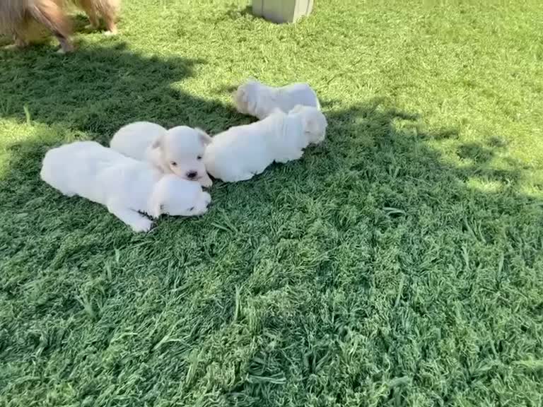 Bichón Maltés perros en venta: Bichon Maltes  - Video 4