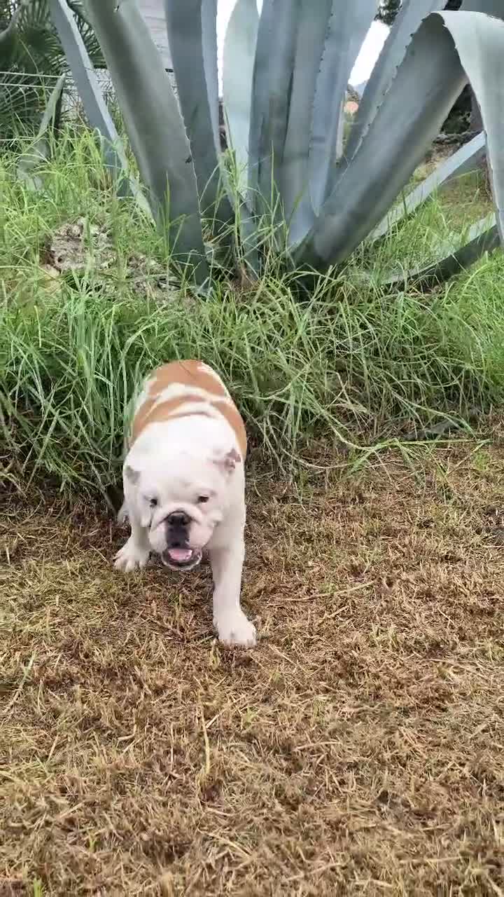 Bulldog Inglés perros en venta: Cachorro bulldog ingles  - Video 4