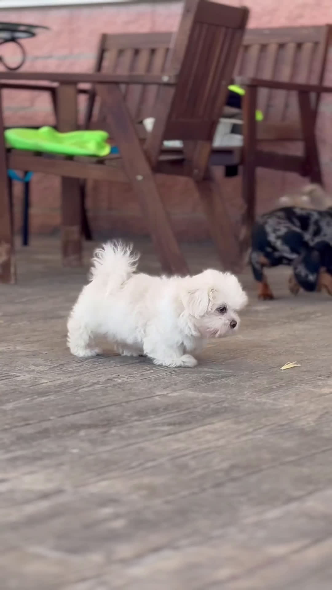 Maltipoo perros en venta: 🐾 Snow – Maltipoo macho blanco marfil 🐾 - Video 1