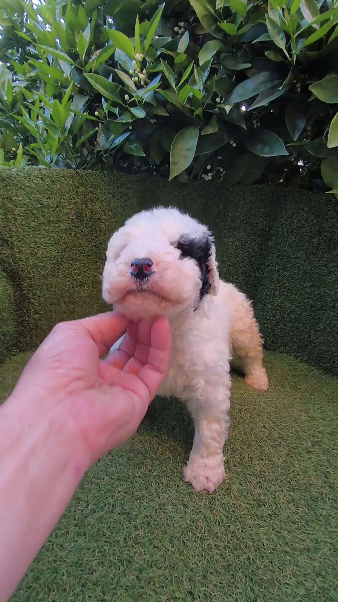 Perro de Agua Español perros en venta: perros agua chocolates , blancos  - Video 2