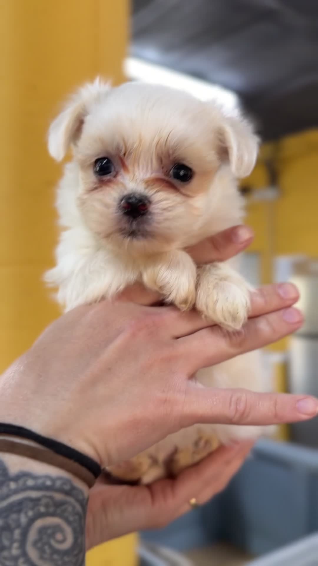 Bichón Maltés perros en venta: Bichon Maltes americano  - Video 1