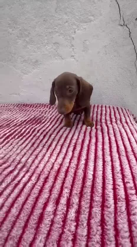 Teckel Miniatura perros en venta: Teckel Miniatura - Video 1