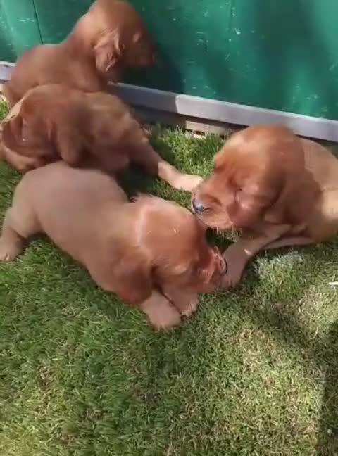 Setter Irlandés Rojo perros en venta: Setter irlandes rojos en Madrid y Segovia  - Video 1