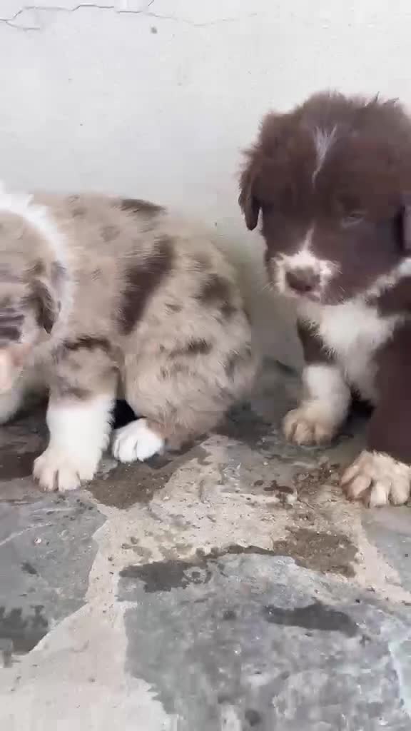 Border Collie perros en venta: Bordell collin De Máxima Calidad - Video 1
