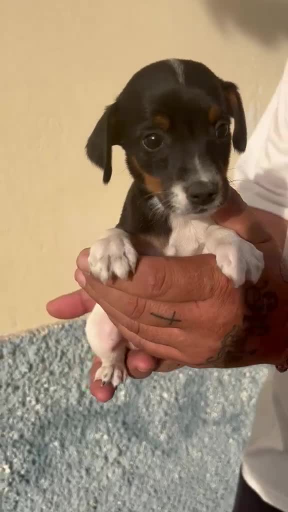 Ratonero Bodeguero Andaluz perros en venta: Bodegueros  - Video 1