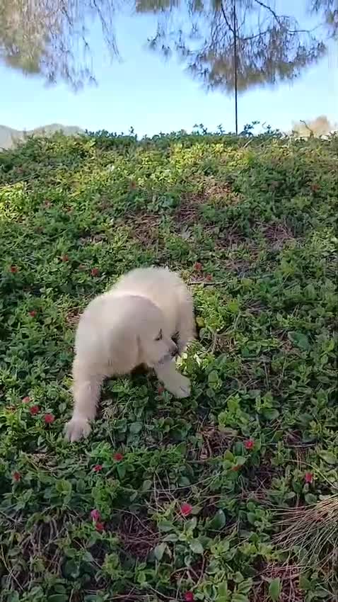 Golden Retriever perros en venta: GOLDEN RETRIEVER  - Video 4