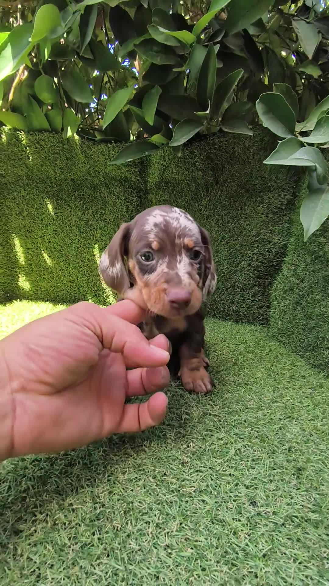 Teckel Miniatura perros en venta: teckel miniatura arlequín chocolate varios colores - Video 5