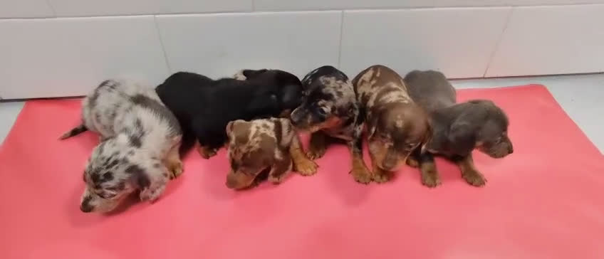 Teckel Miniatura perros en venta: Camada de Teckel Arlequin Miniatura - Video 2