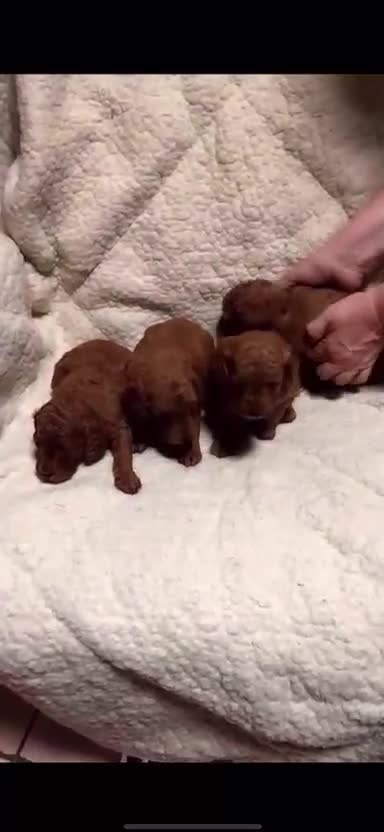 Caniche Toy perros en venta: ‼️‼️CANICHES 50% ASIÁTICOS - Video 1