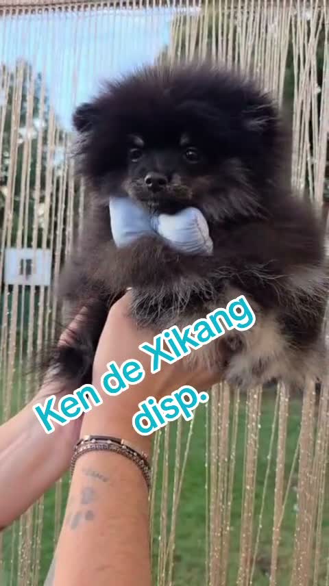 Pomerania perros en venta: Machito pomerania  - Video 1