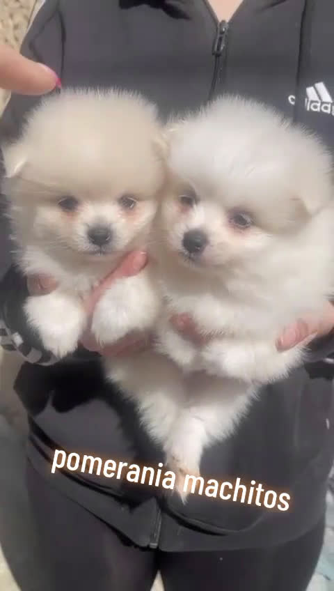 Pomerania perros en venta: Cachorros Pomerania mini toy disponibles - Video 1