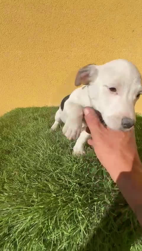 Jack Russell Terrier perros en venta: Jack Russell macho pata corta  - Video 1
