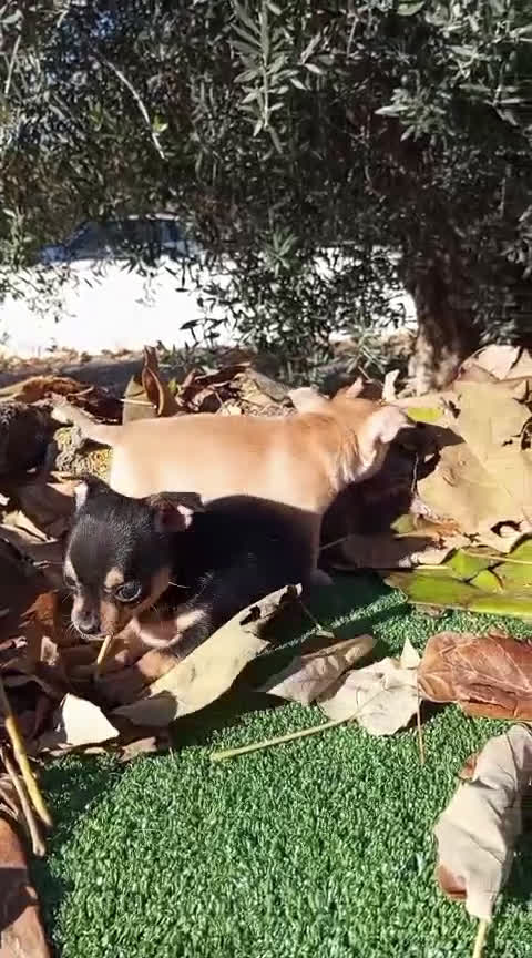 Chihuahua perros en venta: CHIHUAHUAS toy cabeza de manzana - Video 2