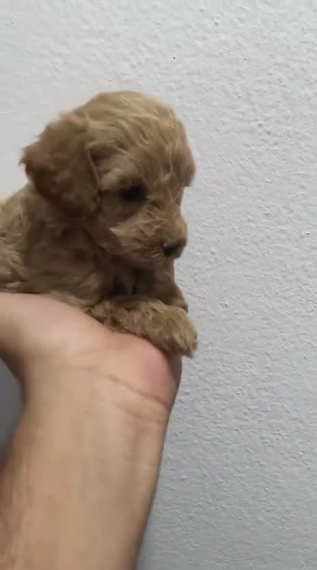 Caniche Enano perros en venta: Caniche toys rojo  - Video 1