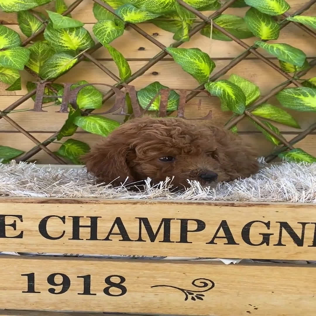 Caniche Toy perros en venta: Camada de Iria - Video 2