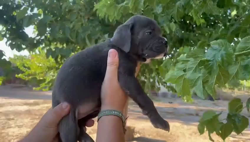 Cane Corso perros en venta: Dos hembras de Cane Corso - Video 2