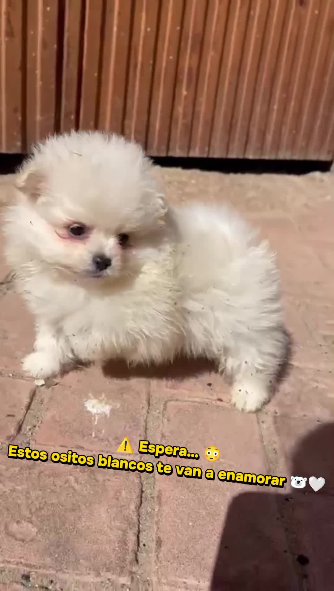 Pomerania perros en venta: Pomerania Toy - Video 1