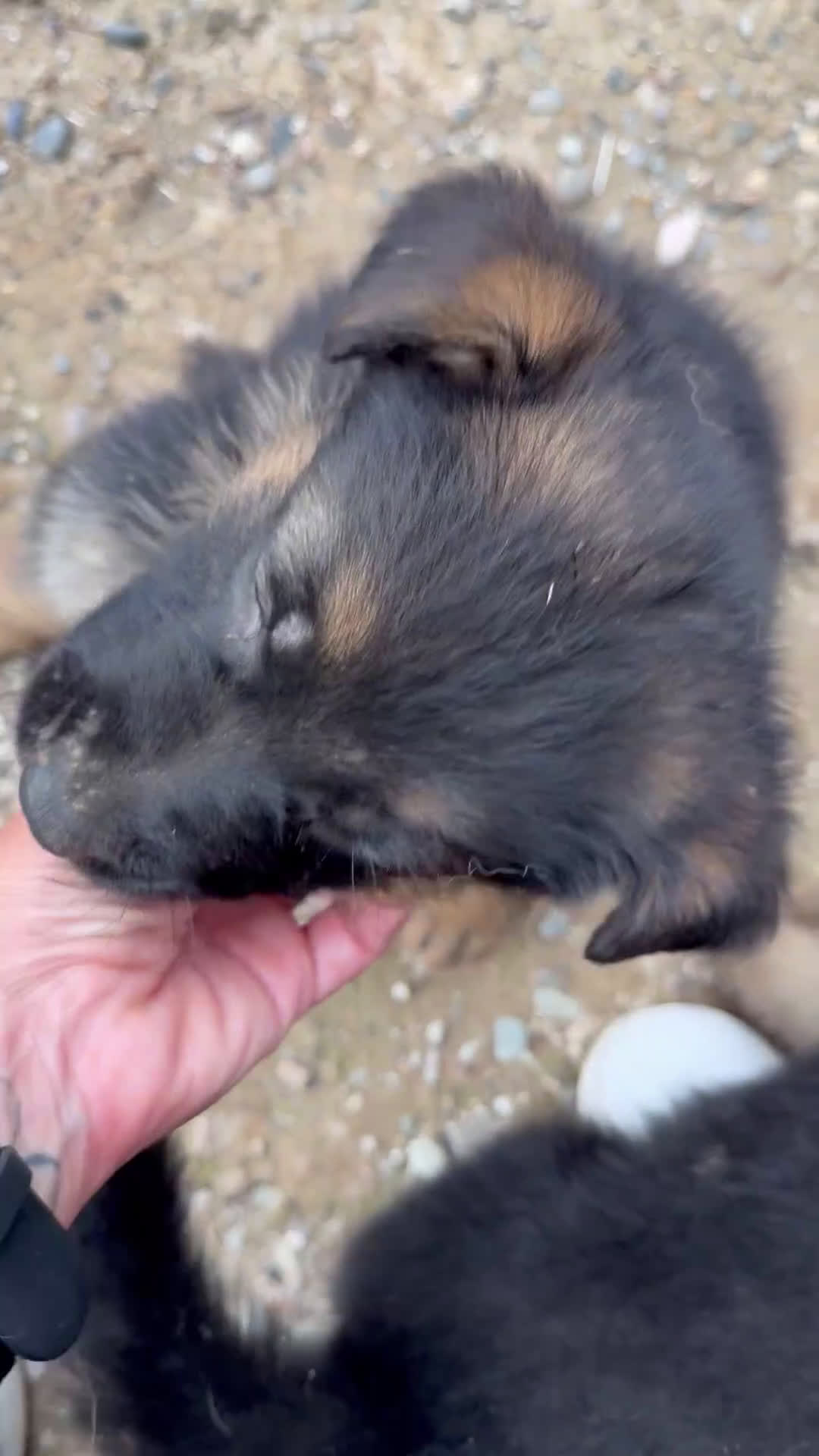 Pastor Alemán perros en venta: Pastor Aleman - Video 2