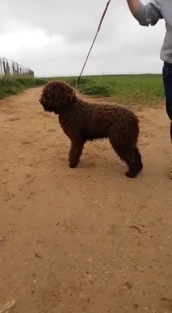 Perro de Agua Español perros en venta: Perros de agua Español Calidad Increíbles  - Video 1