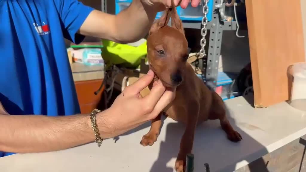 Pinscher Miniatura perros en venta: Disponible Mini Pincher Chocolates - Video 1