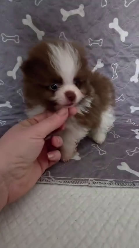 Pomerania perros en venta: Pomerania toy exótico  - Video 1