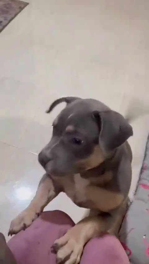 American Bully perros en venta: American Bully cachorra - Video 2