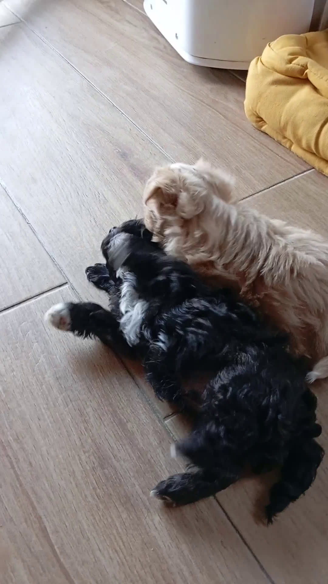 Raza Mixta perros en venta: Bichón habanero bichón maltes toys - Video 1