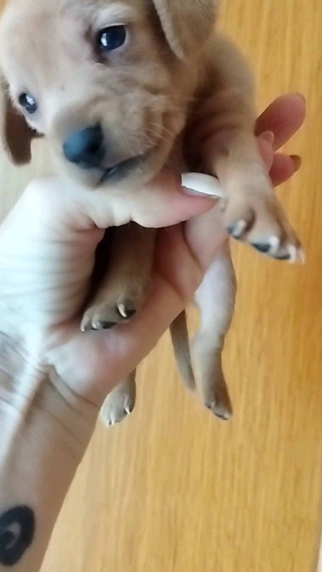 Teckel perros en venta: TECKEL PURA RAZA  - Video 1