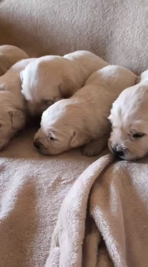 Golden Retriever perros en venta: Golden retriever bebes preciosos  - Video 1
