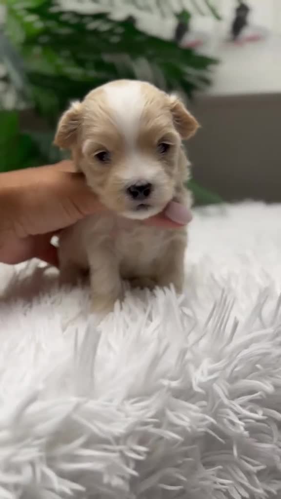 Maltipoo perros en venta: MALTIPOO - Video 1