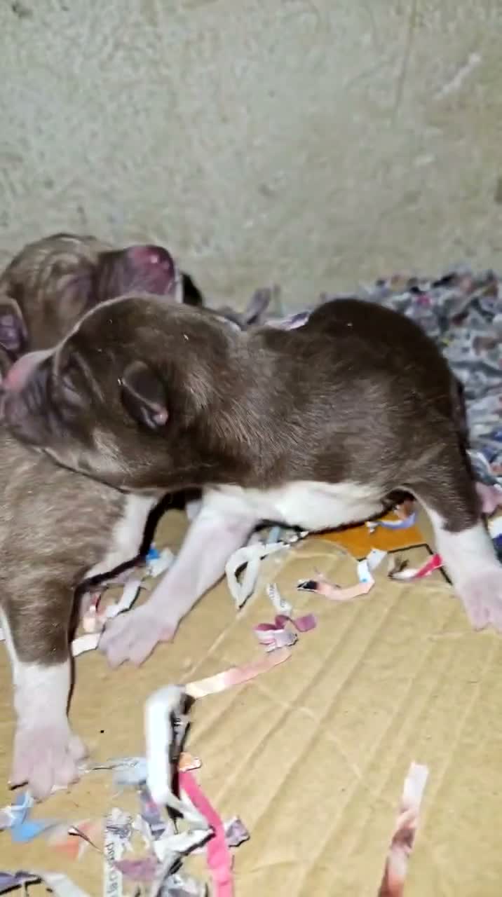 Husky Siberiano perros en venta: Husky Siberiano  en Madrid - Video 1
