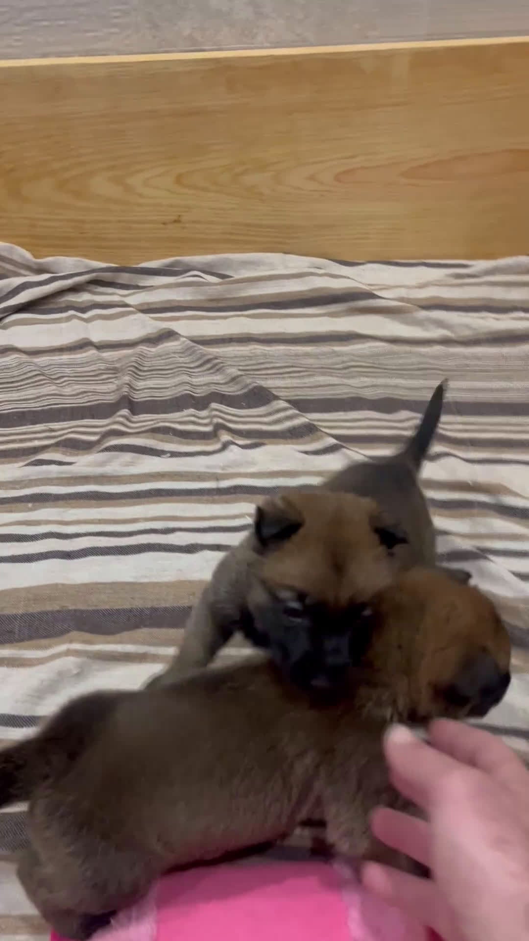 Pastor Belga Malinois perros en venta: Pastor belga malinois  - Video 2