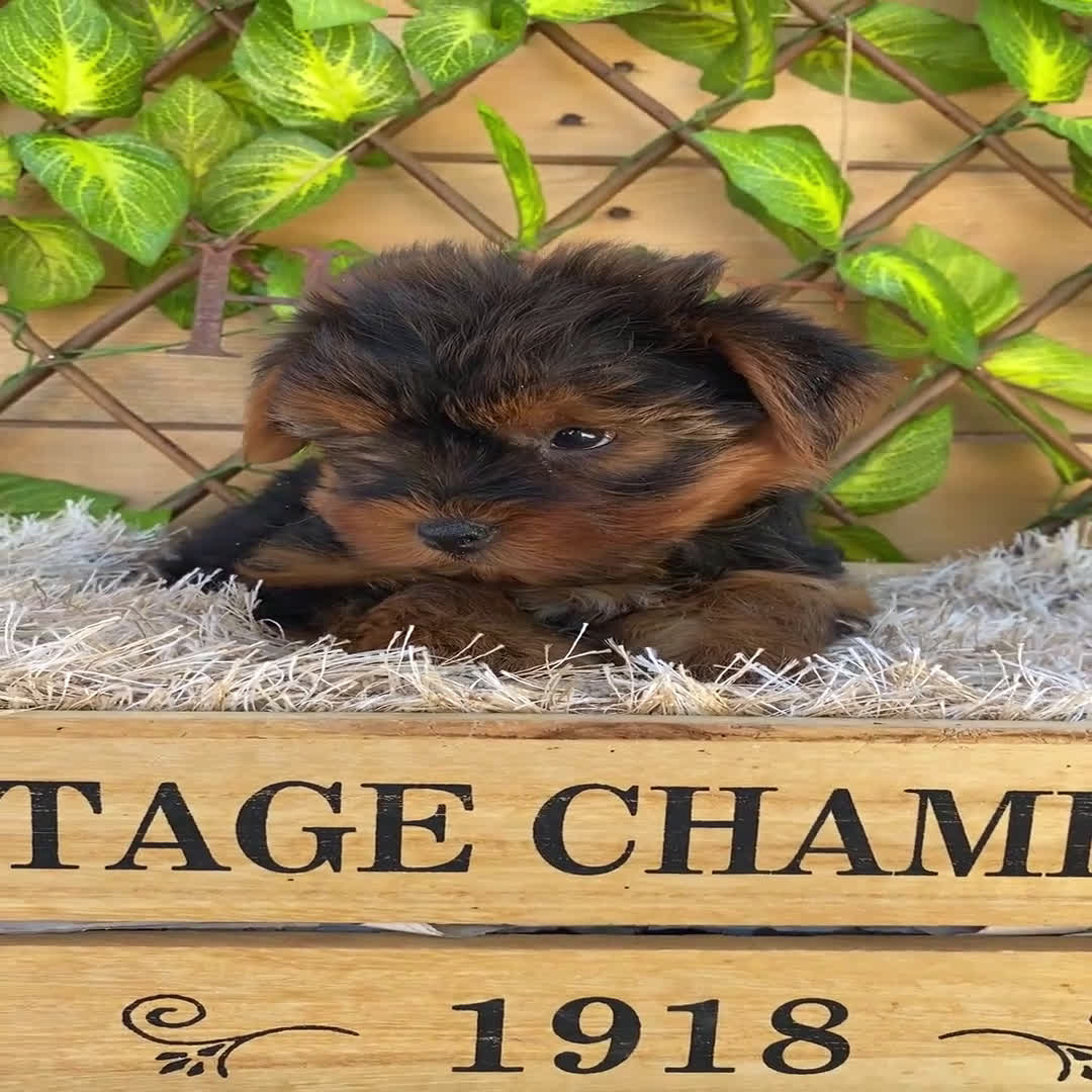 Yorkshire Terrier perros en venta: Camada de Rea - Video 1