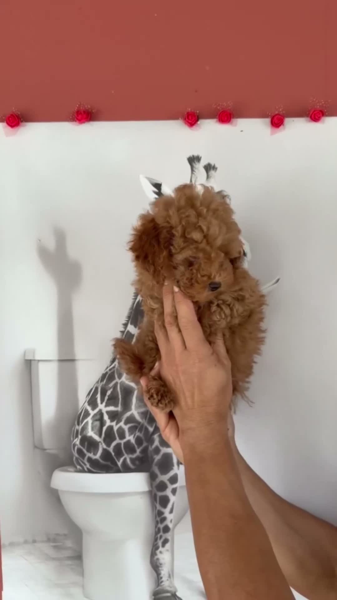 Caniche Toy perros en venta: Caniche toy roja - Video 1