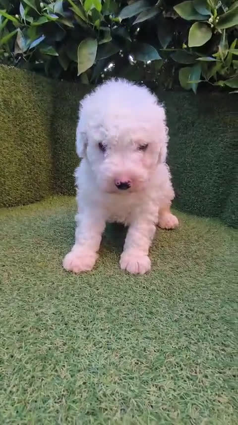 Perro de Agua Español perros en venta: Perros de agua  - Video 1