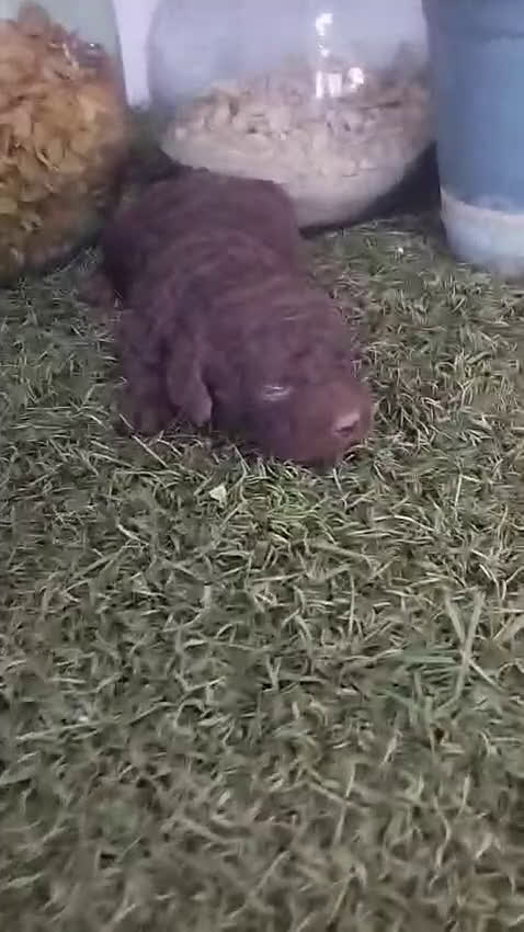 Perro de Agua Español perros en venta: Perro de aguas chocolate  - Video 1