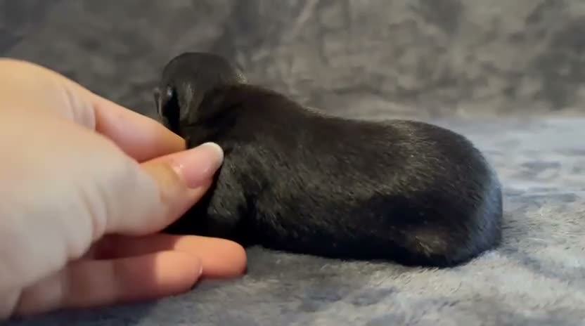 Pinscher Miniatura perros en venta: Pinscher Miniatura - Video 4